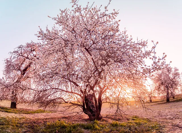 Árbol en flor.