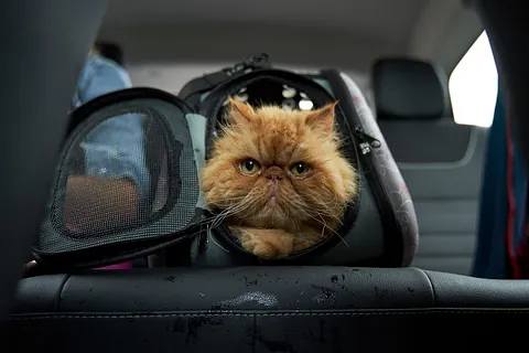 Gato en transportín en coche